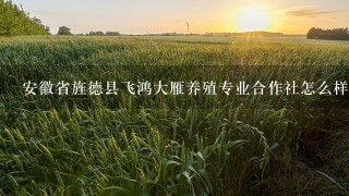 安徽省旌德县飞鸿大雁养殖专业合作社怎么样？