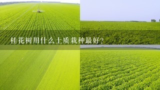 桂花树用什么土质栽种最好？