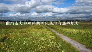 曲靖市大种鸡鸭鹅孵化基地有那些地方