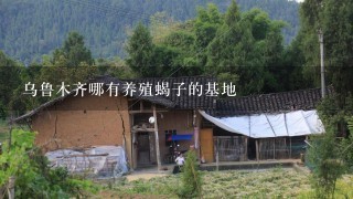 乌鲁木齐哪有养殖蝎子的基地