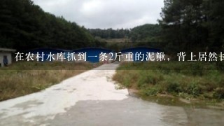 在农村水库抓到1条2斤重的泥鳅，背上居然长刺了，