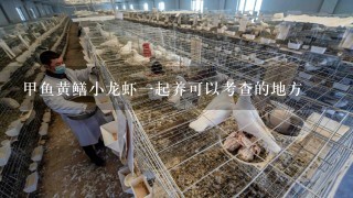 甲鱼黄鳝小龙虾1起养可以考查的地方