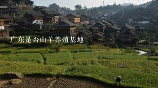 广东是否山羊养殖基地