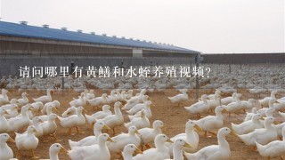 请问哪里有黄鳝和水蛭养殖视频？