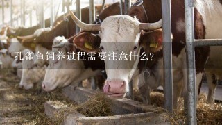 孔雀鱼饲养过程需要注意什么?