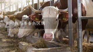 柳叶鱼与多春鱼区别