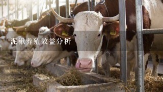 泥鳅养殖效益分析