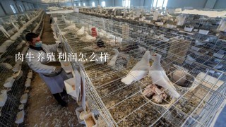 肉牛养殖利润怎么样