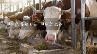 甲鱼的养殖方法 甲鱼怎么养