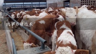 肉羊养殖技术