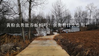 黄粉虫粪能养蚯蚓吗？虫粪有什么作用？