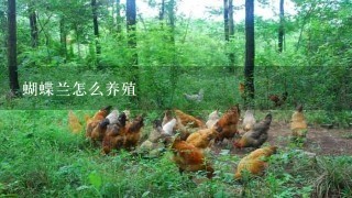 蝴蝶兰怎么养殖