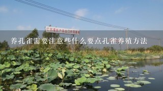 养孔雀需要注意些什么要点孔雀养殖方法