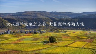 大花惠兰家庭怎么养 大花惠兰养殖方法