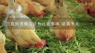 兰花的养殖方法和注意事项 盆栽冬天