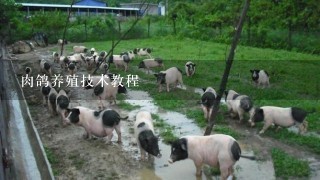 肉鸽养殖技术教程