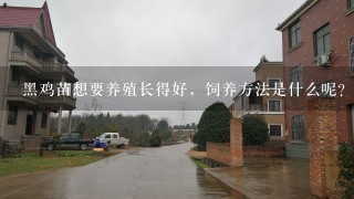 黑鸡苗想要养殖长得好，饲养方法是什么呢？