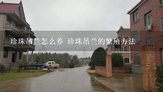 珍珠吊兰怎么养 珍珠吊兰的繁殖方法