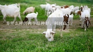 养什么样的肉牛品种好，利润高？