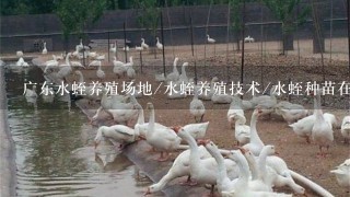 广东水蛭养殖场地/水蛭养殖技术/水蛭种苗在哪里有/水蛭人工养