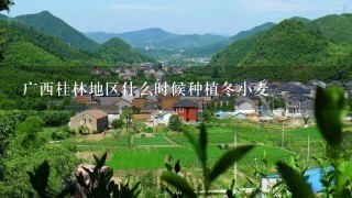 广西桂林地区什么时候种植冬小麦