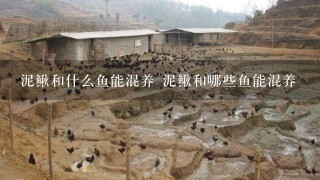 泥鳅和什么鱼能混养 泥鳅和哪些鱼能混养