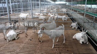 肉羊养殖新技术