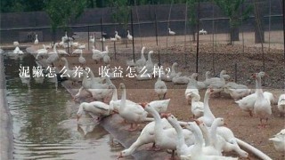 泥鳅怎么养？收益怎么样？