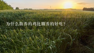 为什么散养的鸡比圈养的好吃?