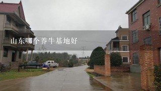 山东哪个养牛基地好