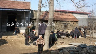 高密度养鱼适合养什么鱼