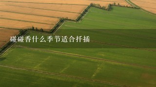 碰碰香什么季节适合扦插