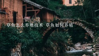 草鱼怎么养殖技术 草鱼如何养殖