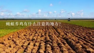 蝇蛆养鸡有什么注意的地方？