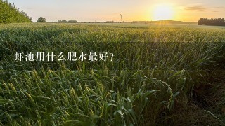 虾池用什么肥水最好？