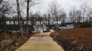 佛珠吊兰开花1般在什么时候