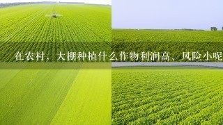 在农村，大棚种植什么作物利润高、风险小呢？