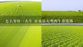 怎么养好1头牛 沂水县大型肉牛养殖场