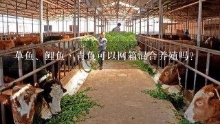 草鱼、鲤鱼丶青鱼可以网箱混合养殖吗?