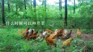 什么时候可以种芹菜