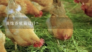 黄缘养殖箱设计？