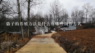 貉子的养殖方法是什么有哪些饲养方式