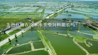 先科巨鲫在冷水水里喂饲料能长吗？