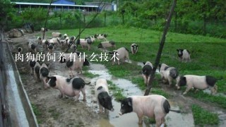 肉狗的饲养有什么技术