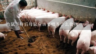 竹鼠下仔后母鼠应该要喂养什么食物