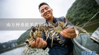 南方种桑椹果苗那种好？