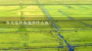 冬天室外鱼池养什么鱼？