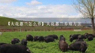 【大花蕙兰怎么养】大花蕙兰养殖方法