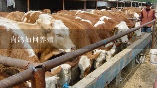 肉鸽如何养殖