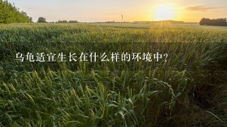 乌龟适宜生长在什么样的环境中？